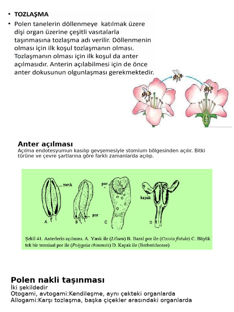 Bitki Emb. 7 | PDF