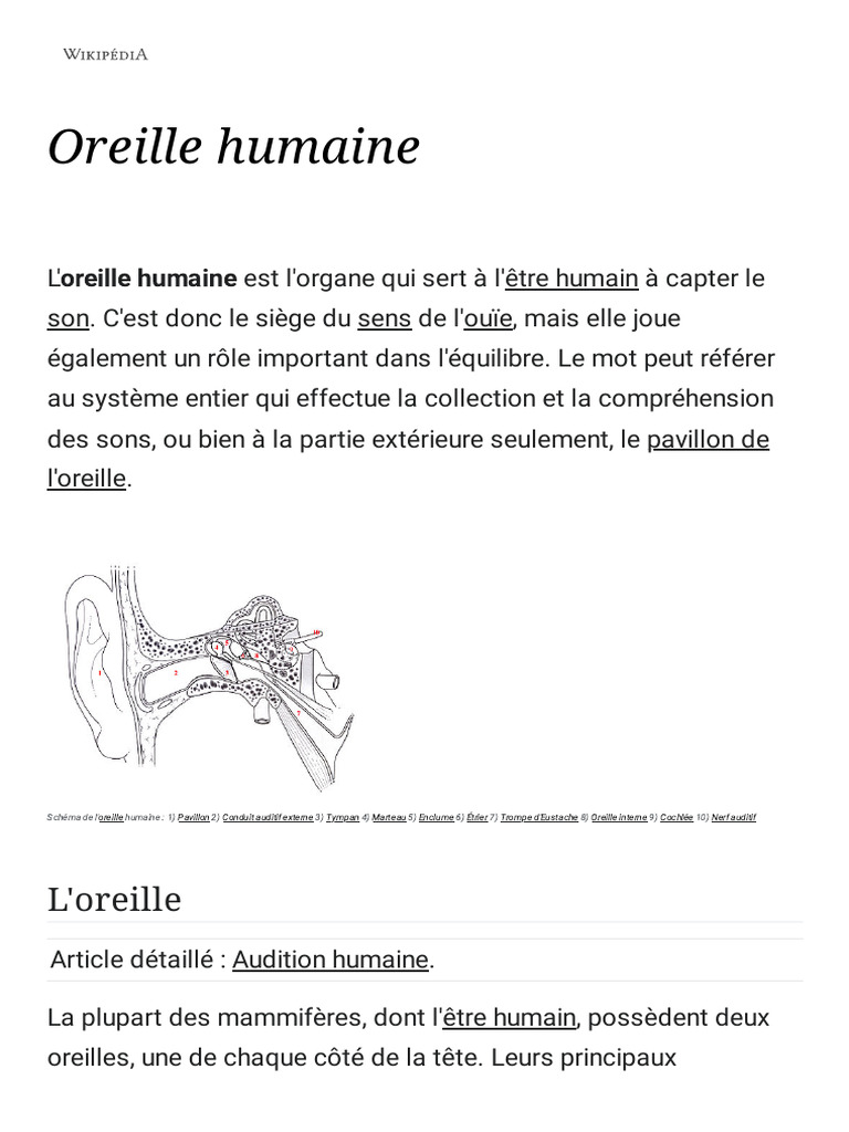 Anatomie et fonction de l'oreille humaine | PDF | Oreille | Système ...