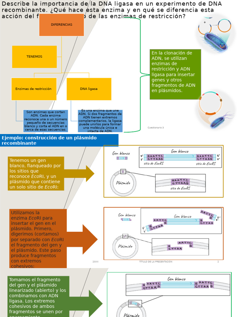 Importancia de DNA ligasa en clonación | PDF | Adn | Plásmido