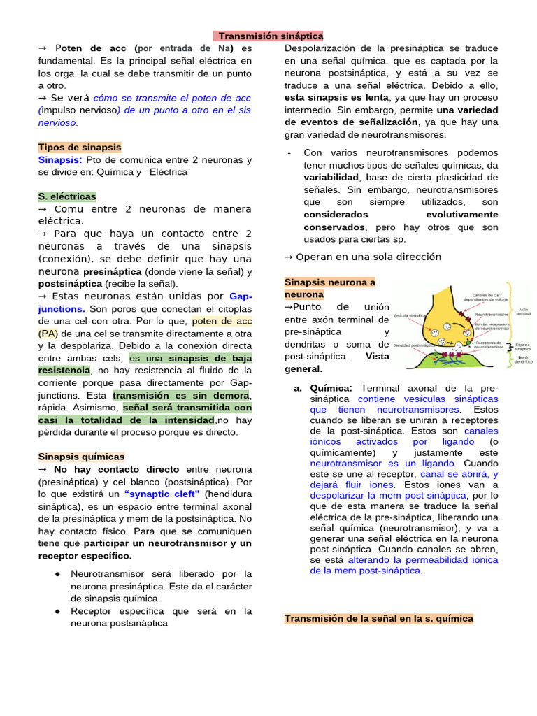 Transmisión Sináptica | PDF | Sinapsis | Neurotransmisor