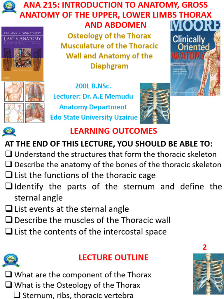 Anatomy of The Thorax - Osteology - Mucles - Diaphgram | PDF | Vertebra ...