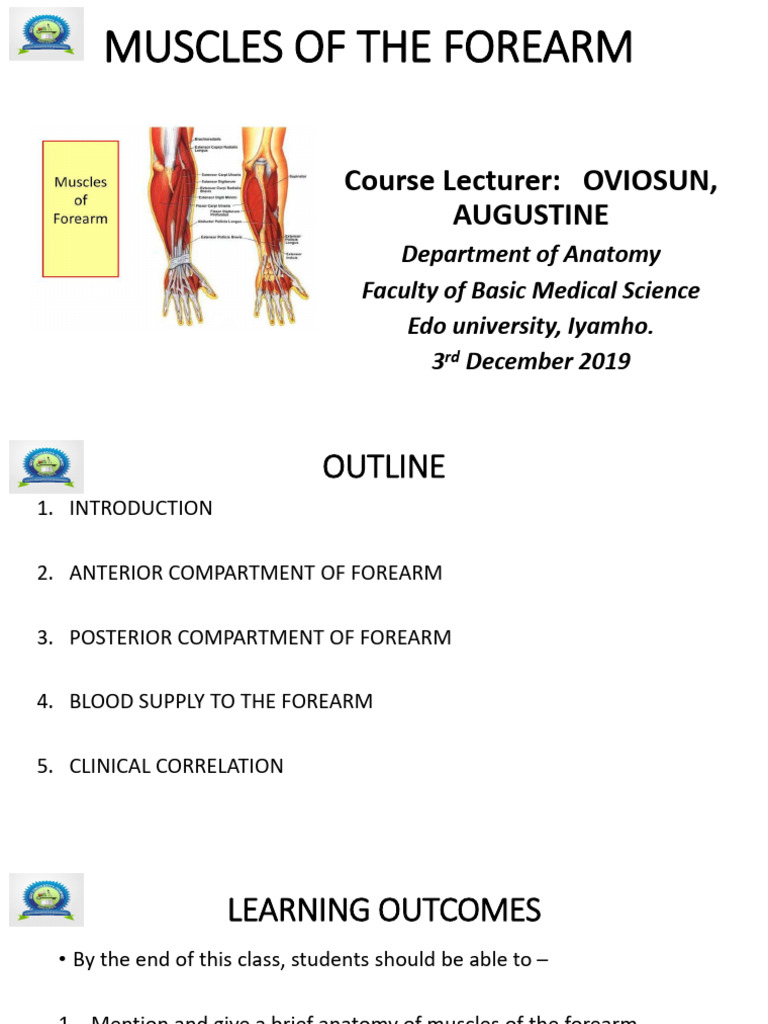 Muscles of The Forearm For MLS and Nursing Students | PDF | Thumb ...