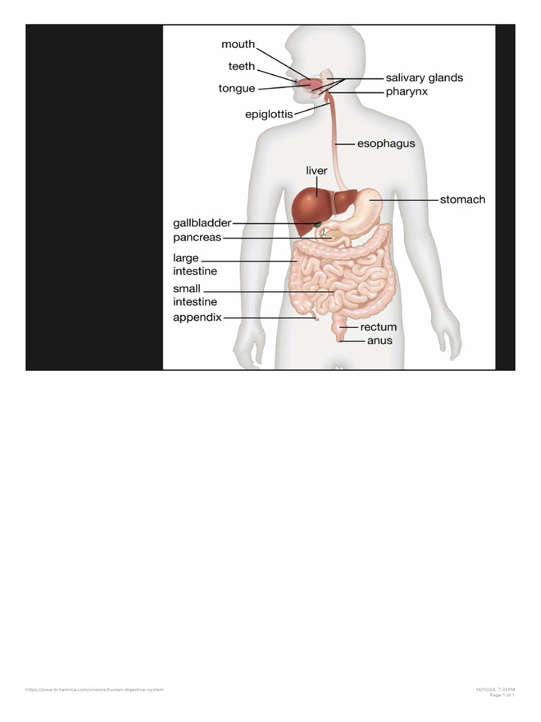Digestive System Overview and MCQs | PDF
