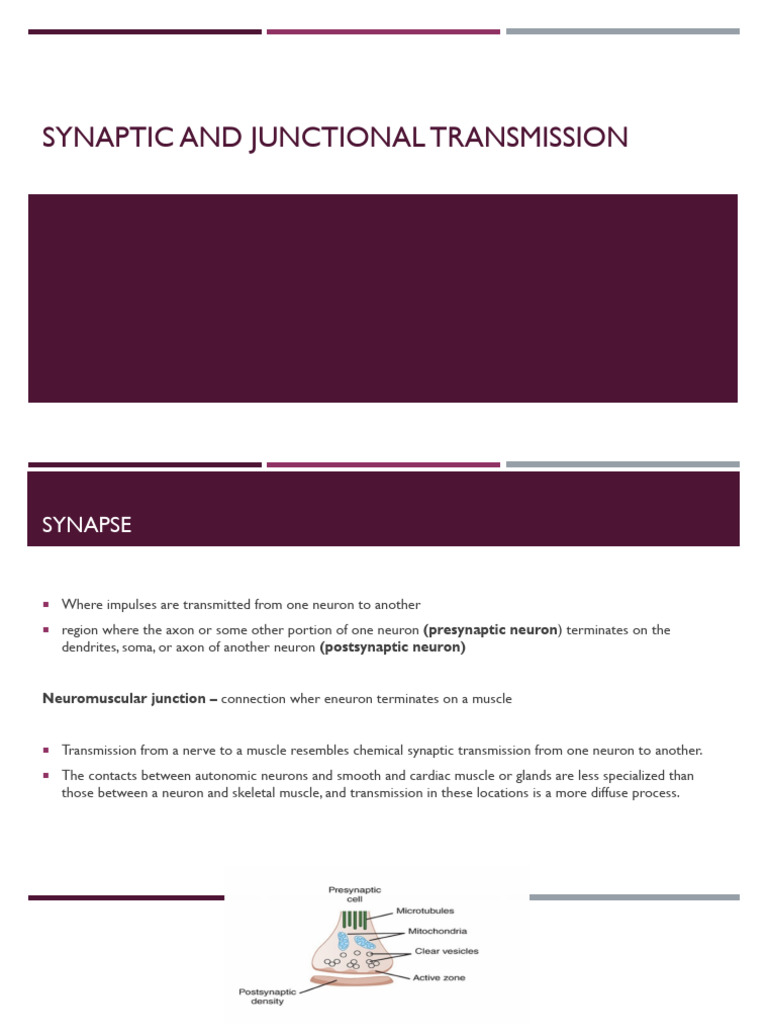 Synaptic and Junctional Transmission | PDF | Chemical Synapse ...