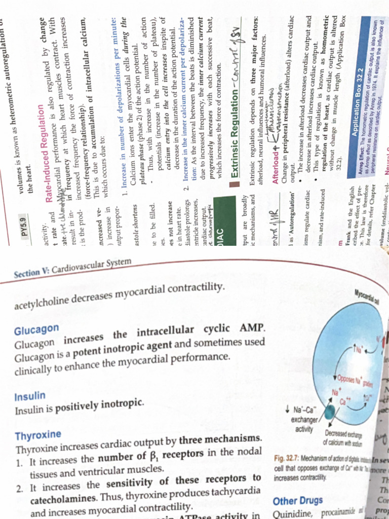Physiology Notes 3 | PDF