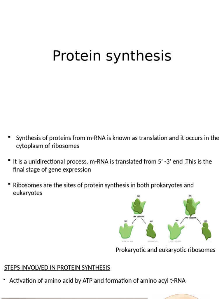 Protein Synthesis 1 | PDF | Ribosome | Translation (Biology)