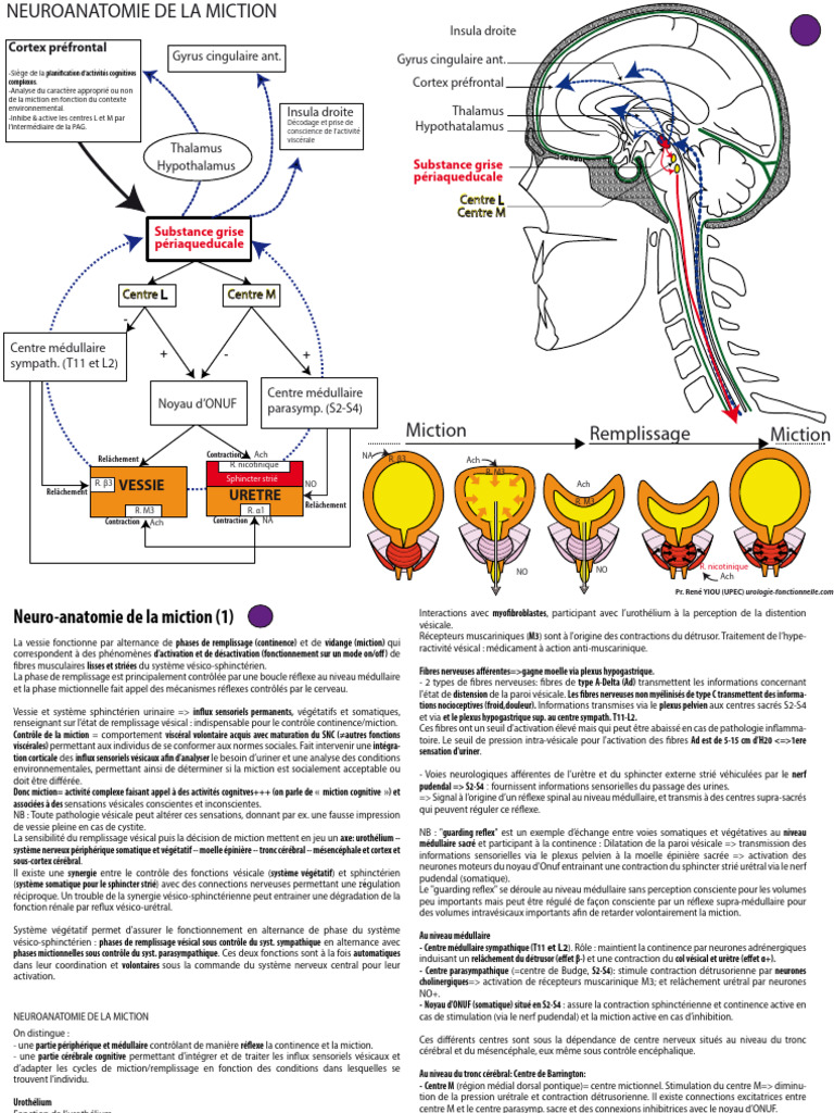 Neuroanatomie de la miction et contrôle | PDF | Cortex insulaire | Cerveau
