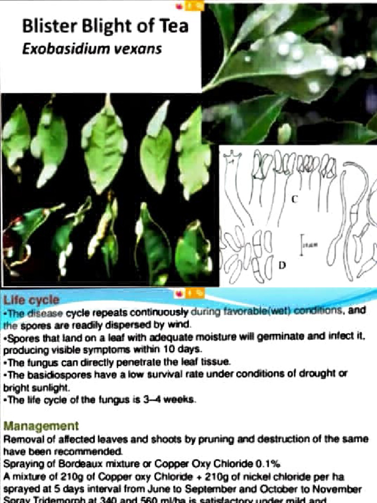 Diseases of Tea | PDF