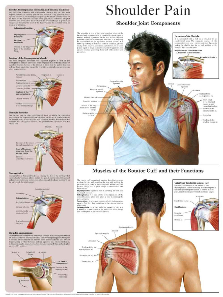 Understanding Shoulder Pain Anatomy | PDF | Shoulder | Musculoskeletal ...