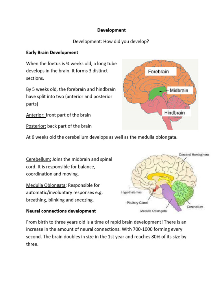 Brain Development Notes PDF | PDF | Schema (Psychology) | Behavioural ...