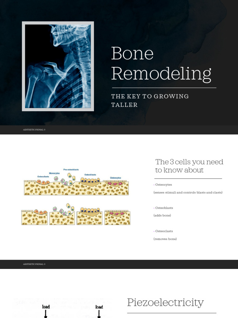 Bone Remodeling 1 | PDF | Bone | Skeletal System