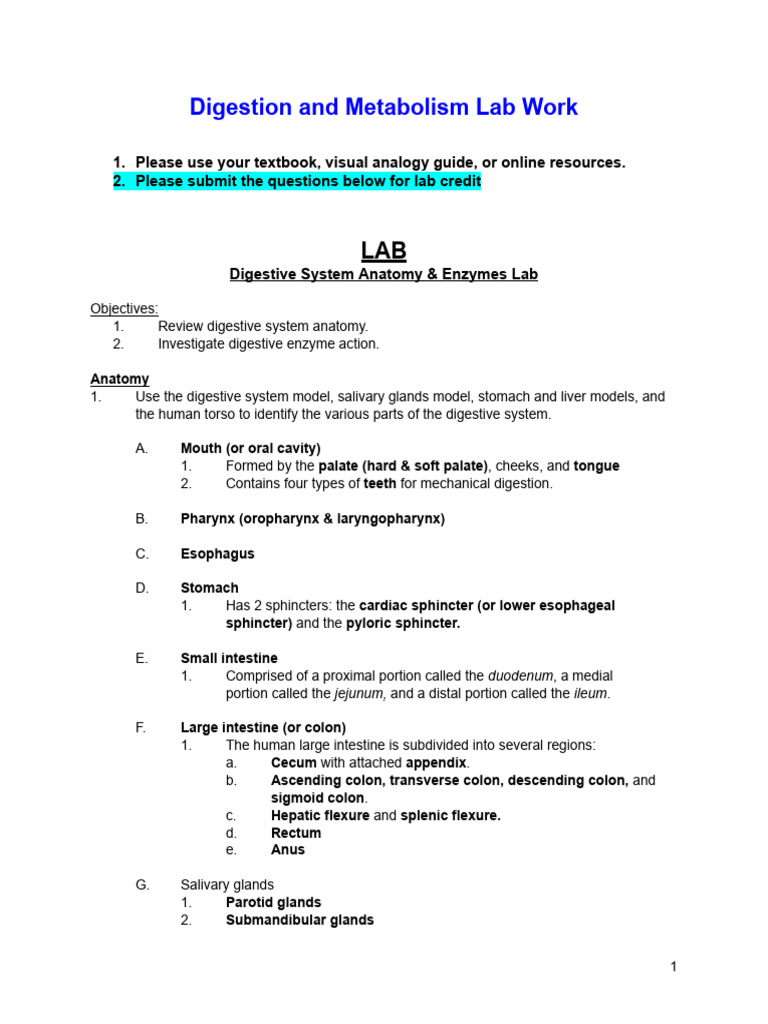 AAP ++Digestion+and+Metabolism+Lab+%282%29 (1) | PDF | Cellular ...