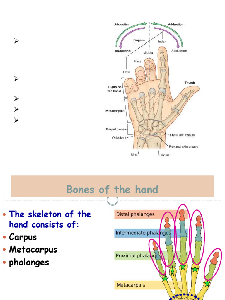 Upper Limb (2) | PDF | Hand | Thumb