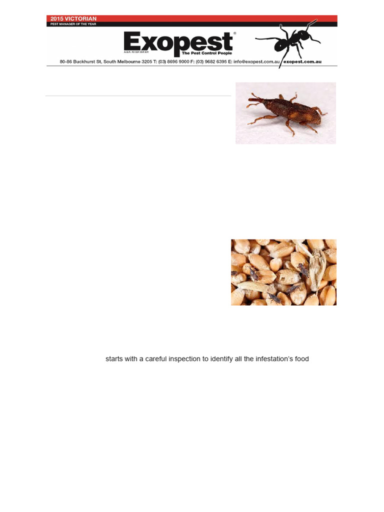 Rice Weevil Control Guide for Pantries | PDF | Cereals | Rice