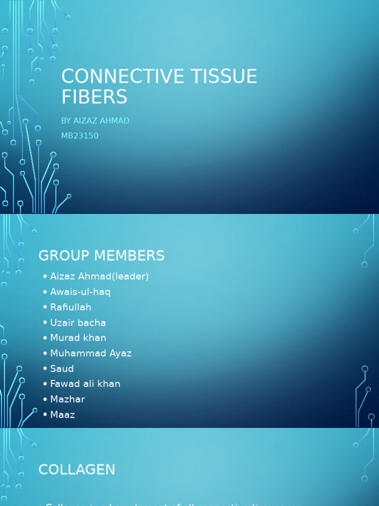 Connective Tissue Fibers | PDF | Collagen | Connective Tissue