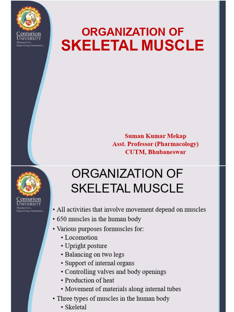 Structure and Function of Skeletal Muscle | PDF | Muscle Contraction ...