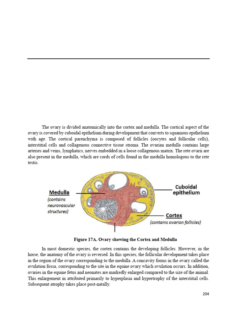 Histology of Female Reproductive System | PDF | Ovary | Epithelium