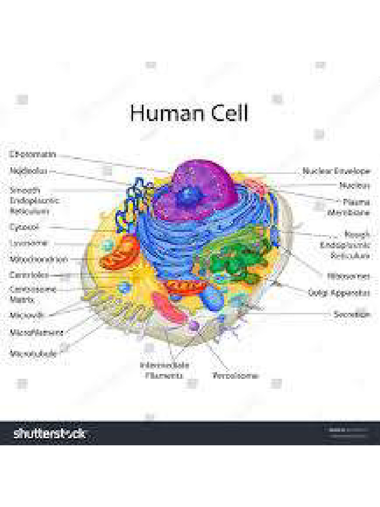 Human Cell | PDF