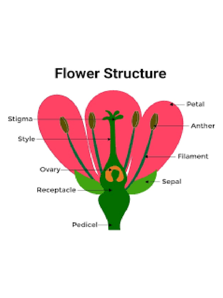 Flower Structure | PDF