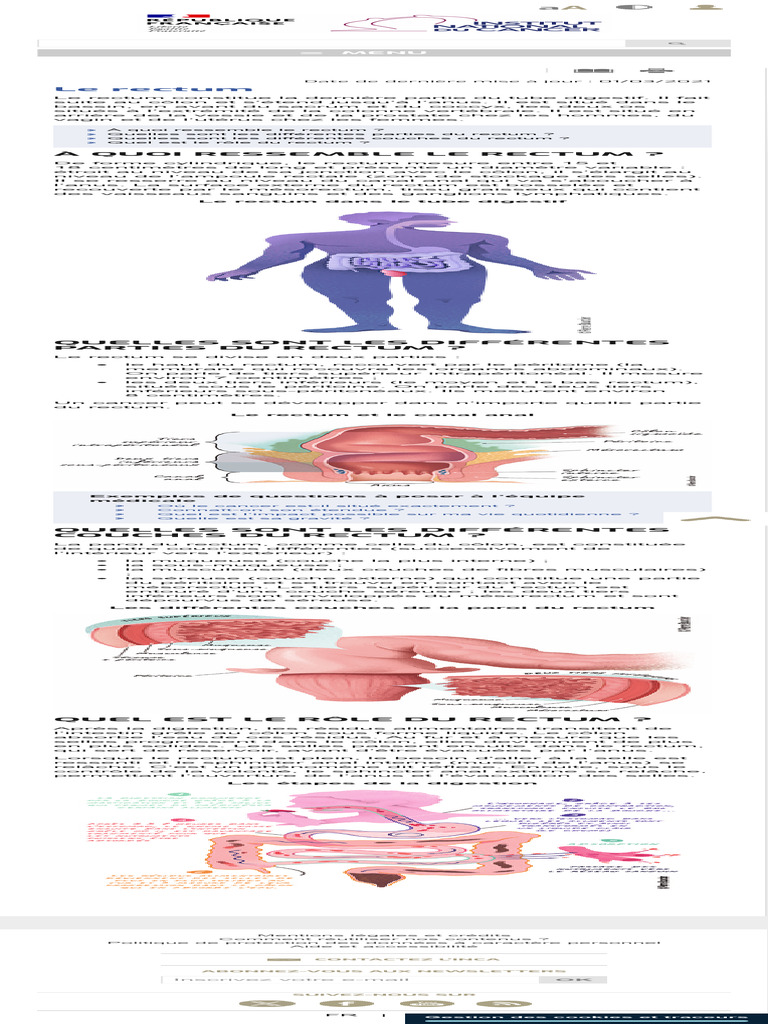 Anatomie et rôle du rectum | PDF | Rectum | Gros intestin
