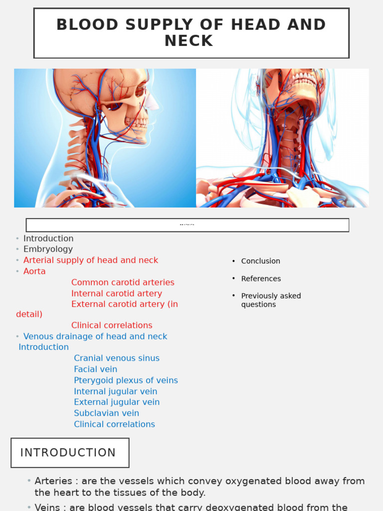 Blood Supply of Head and Neck 3 | PDF | Common Carotid Artery | Vein