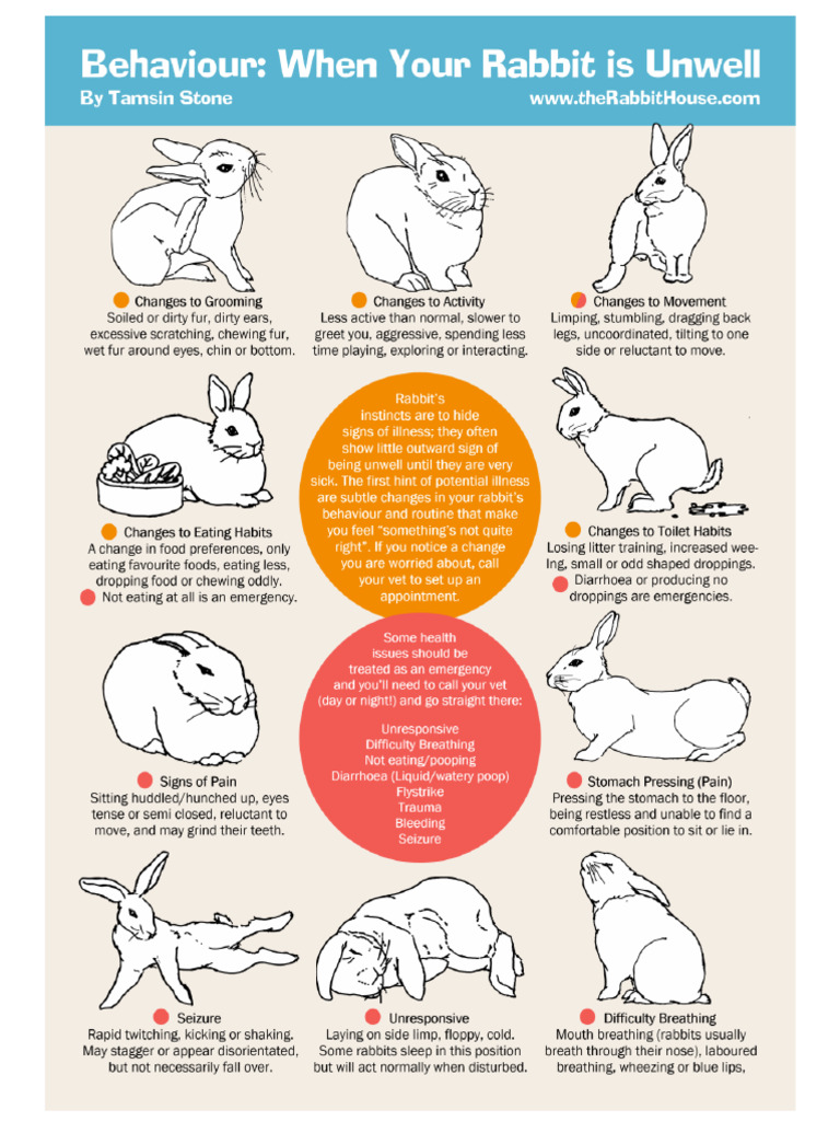 When Your Rabbit Is Unwell | PDF