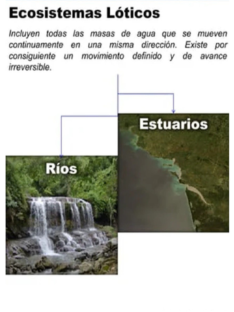 ECOSISTEMA LÓTICO PDF