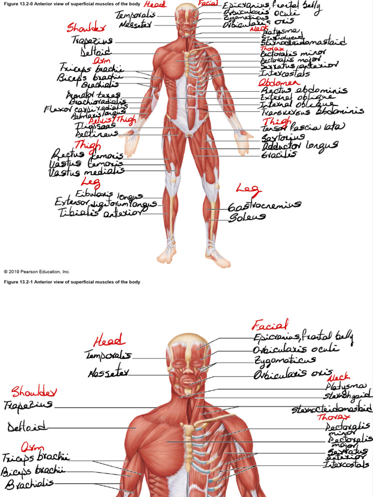 Anterior View of Superficial Muscles | PDF | Lower Limb Anatomy | Joints