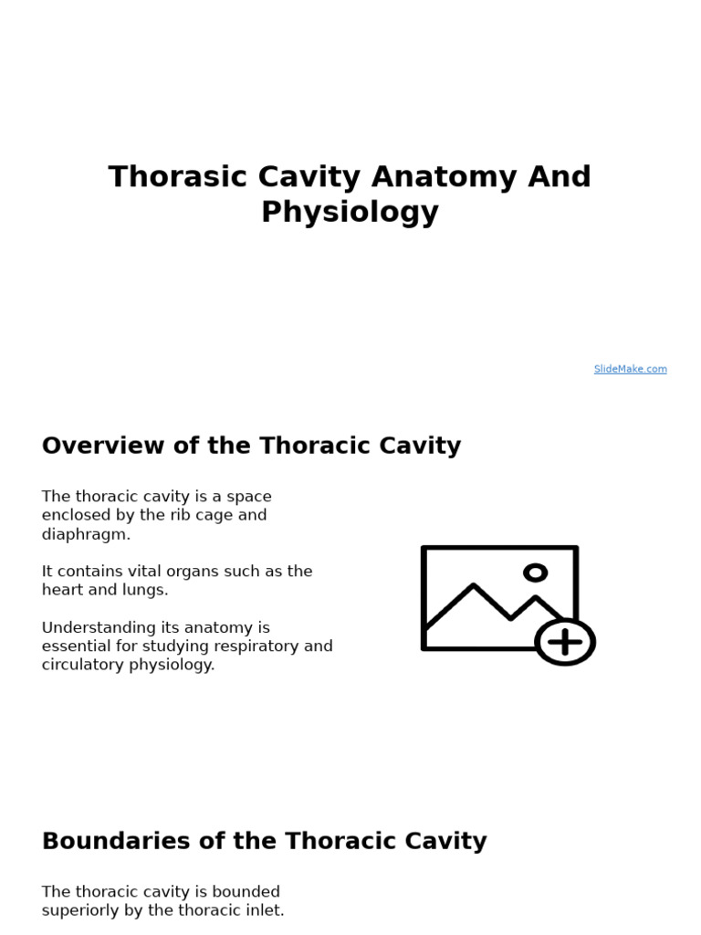 Thoracic Cavity Anatomy Overview | PDF | Lung | Respiratory System