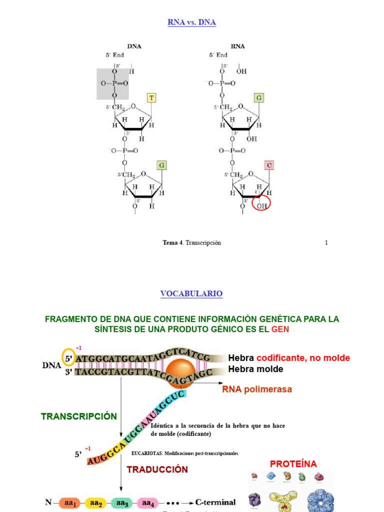 Tema 4 | PDF | Rna Splicing | Rna