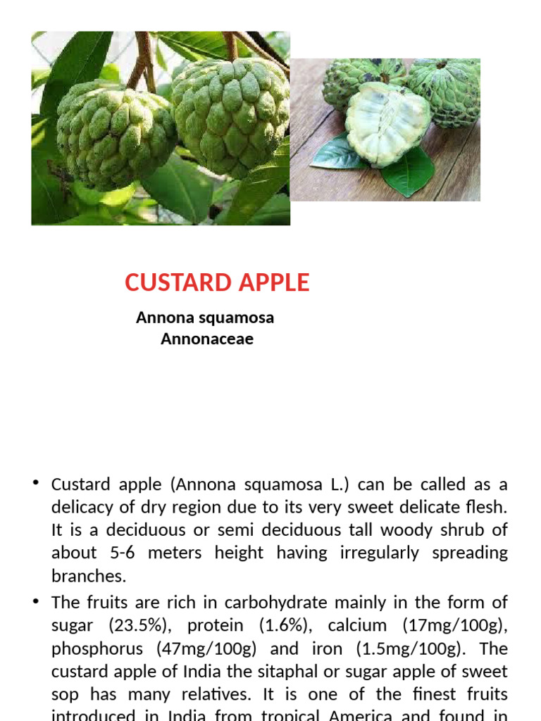 Custard Apple | PDF | Grafting | Horticulture