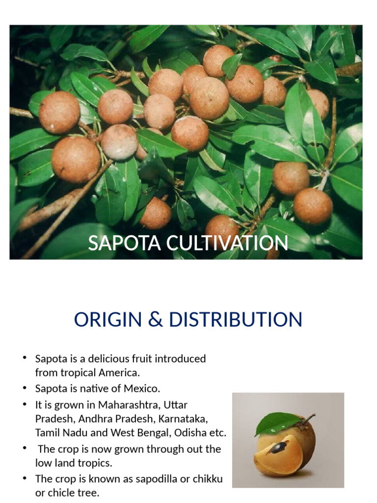 Sapota Cultivation and Varieties Guide | PDF | Grafting | Trees