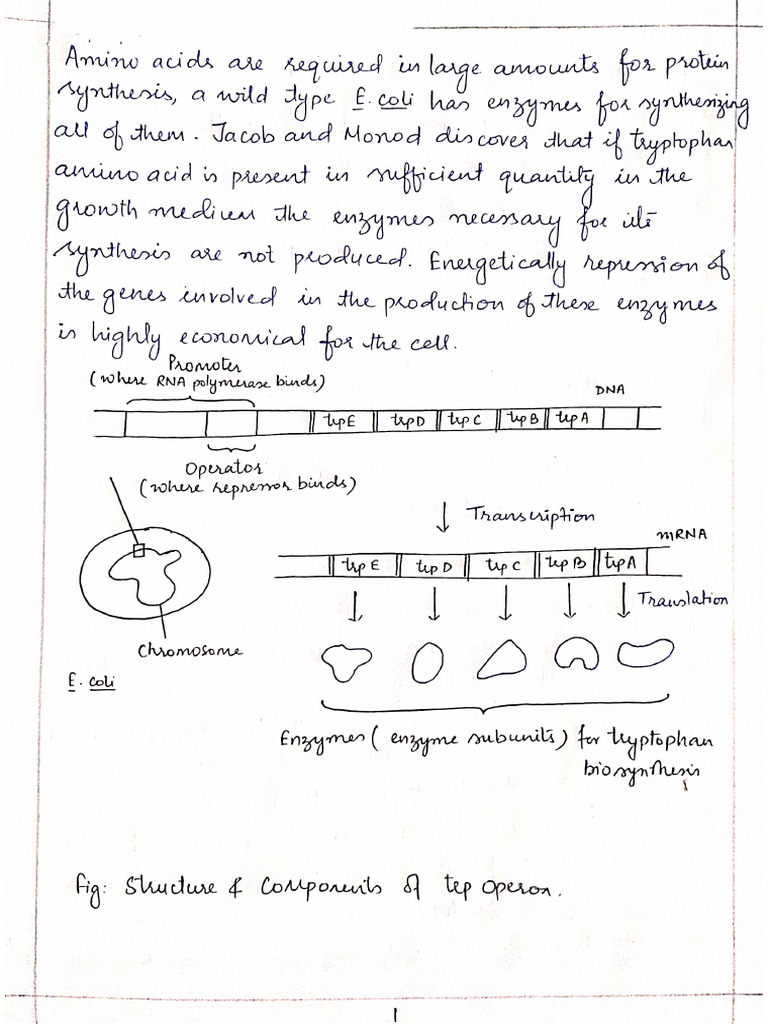 TRP Operon 084424 | PDF