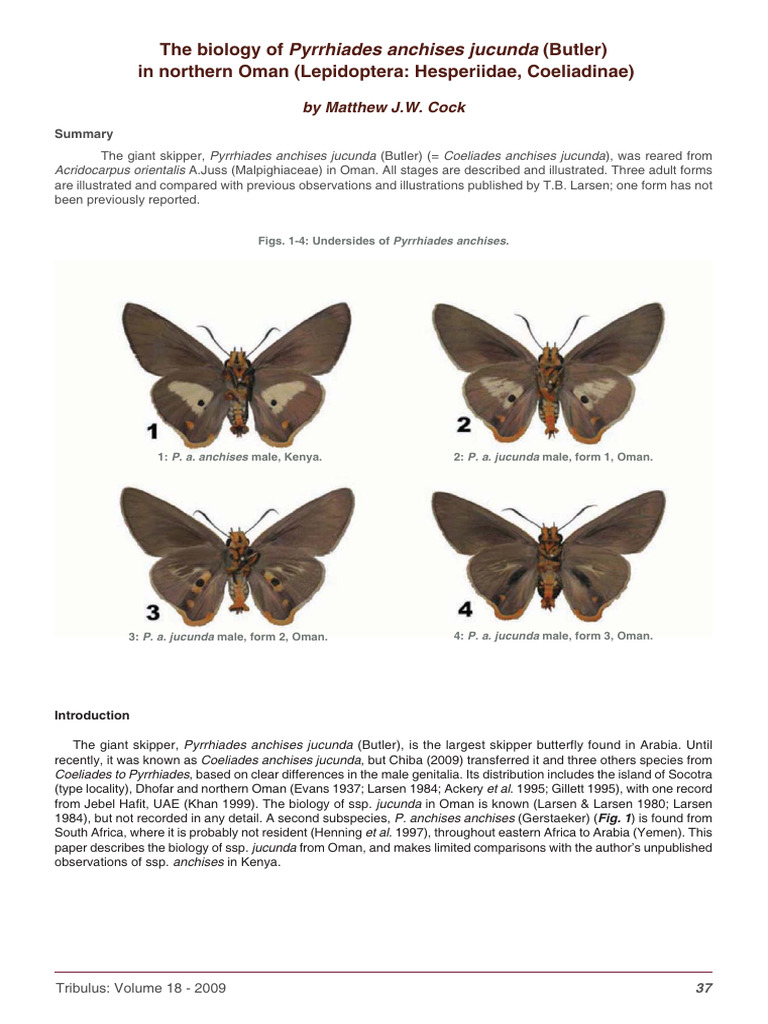 Biology of Pyrrhiades anchises jucunda | PDF | Pupa | Leaf