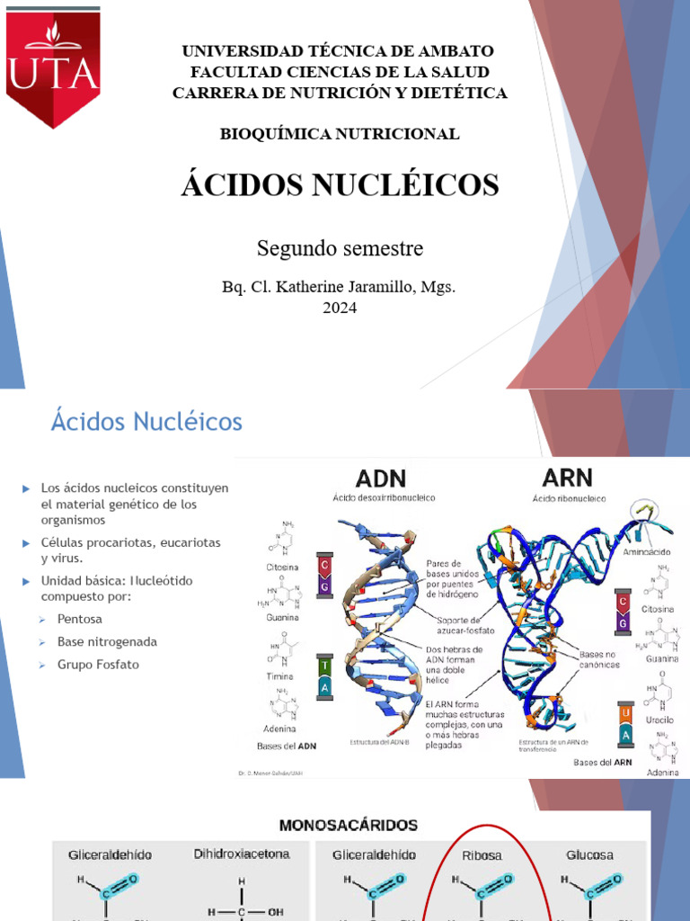 Estructura y Función de Ácidos Nucleicos | PDF | Rna | Adn