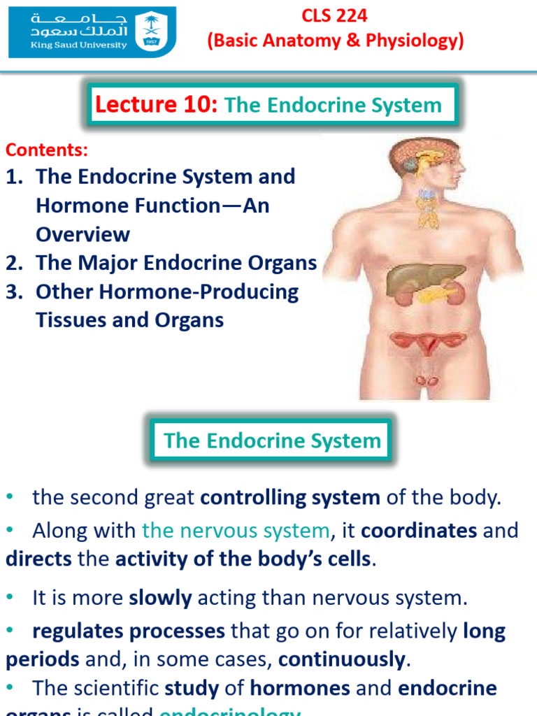 Endocrine System Overview and Functions | PDF | Hormone | Endocrine System