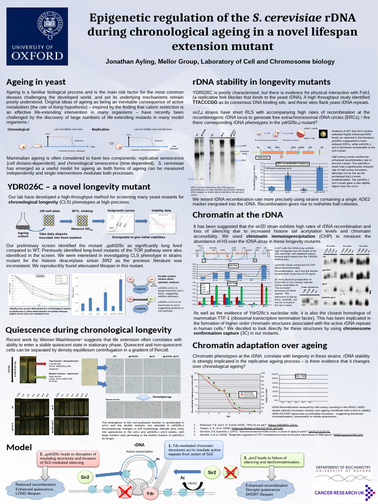 Yeast Longevity and rDNA Stability | PDF | Saccharomyces Cerevisiae ...