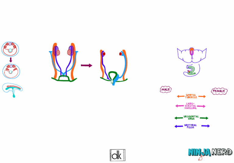 Development of The Reproductive System | PDF