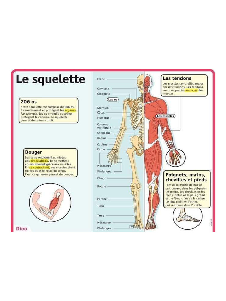 Anatomie | PDF