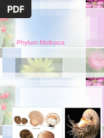 Kingdom Animalia - Phylum Summary Table | PDF | Gill | Zoology