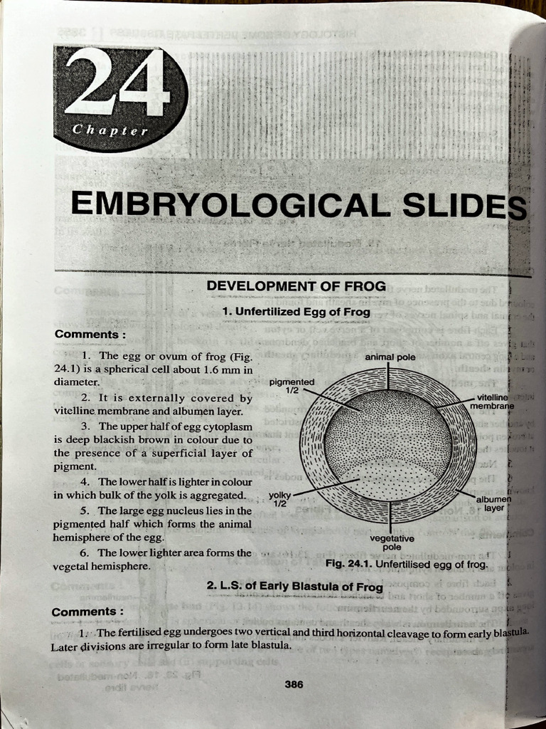 Frog Embryology | PDF