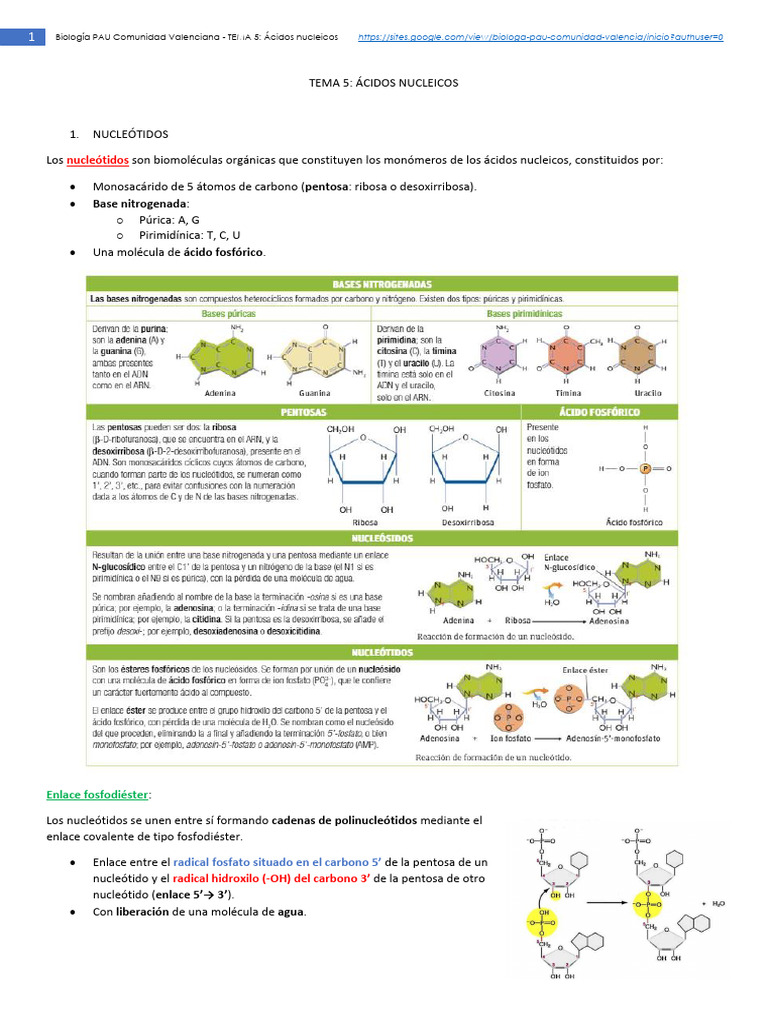 TEMA 5 Ácidos Nucleicos | PDF | Rna | Nucleótidos