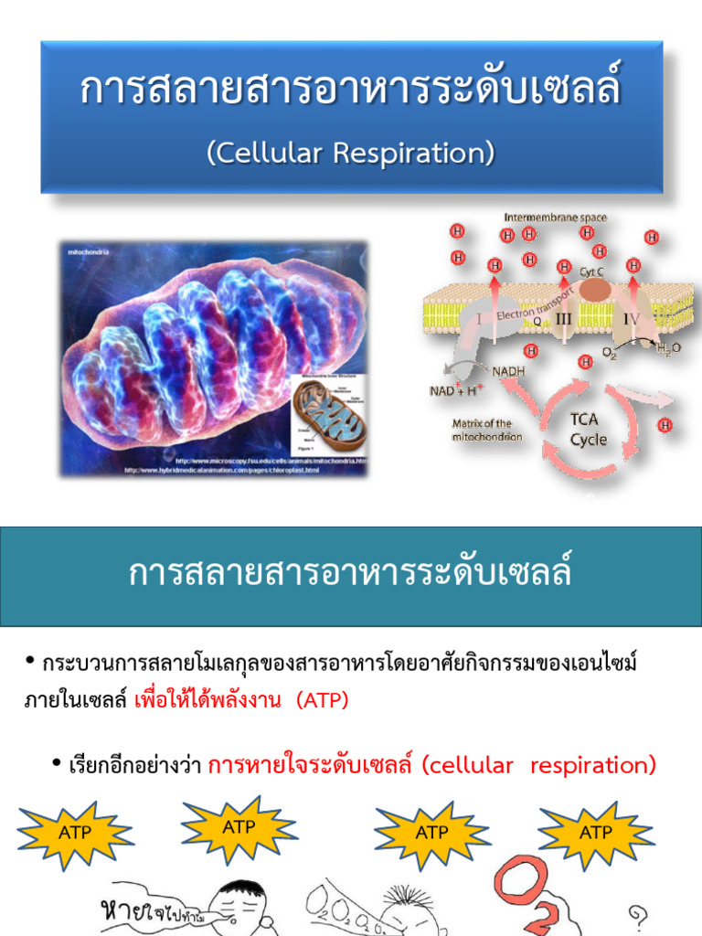 นร Cellular respiration | PDF