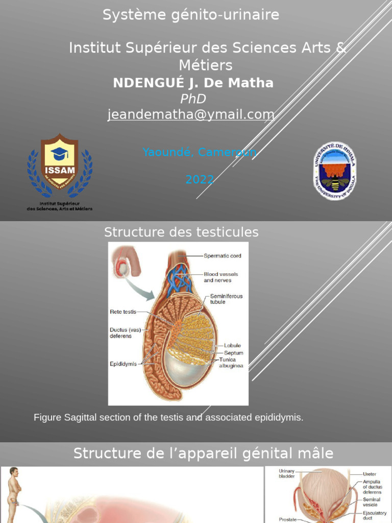 Anatomie Du Syst me G nital Masculin PDF