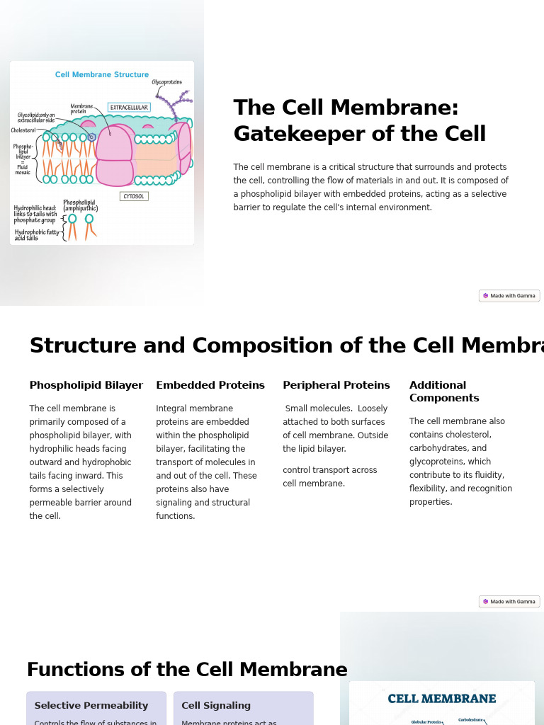 Cell Membrane Structure and Functions | PDF