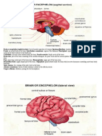 Brain or Encephalon