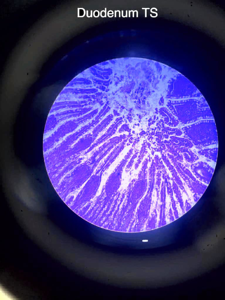 Histology Slides II - PSB | PDF