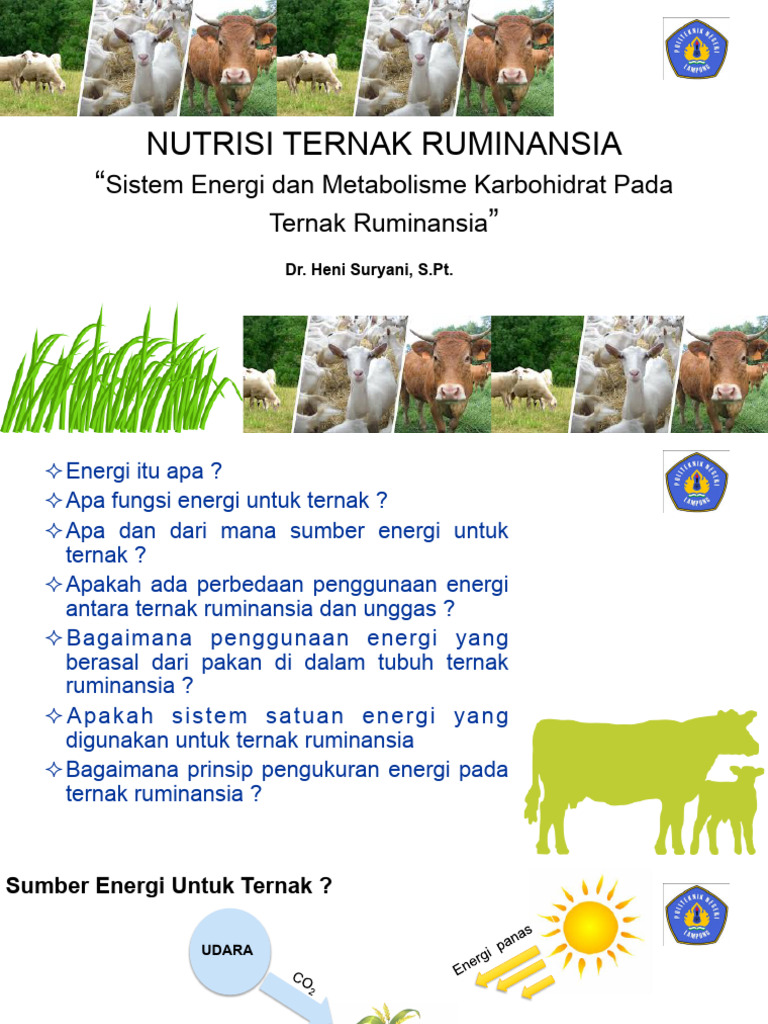 Energi dan Metabolisme Pakan Ruminansia | PDF