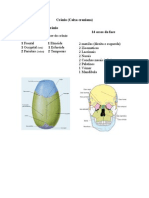 Incidencias de Crânio