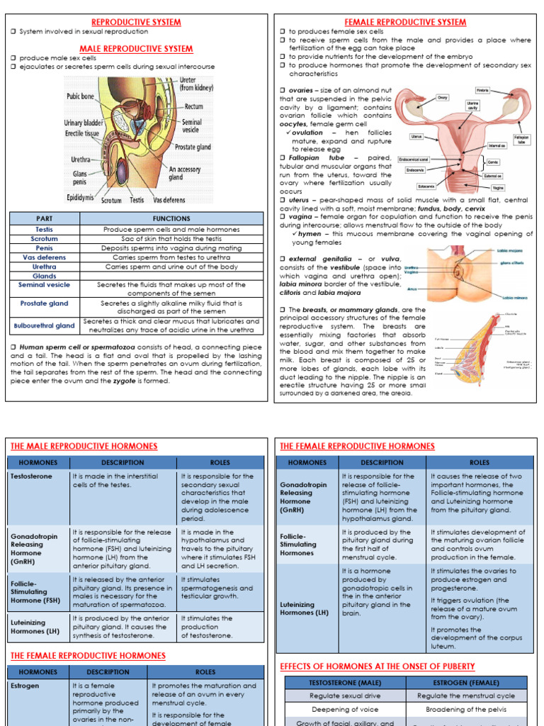 Hormones of Male and Female Reproductive Systems 2 | PDF | Luteinizing ...